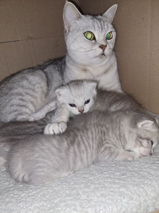 Кошенята на Миколая СРІБНА ШИНШИЛА неймовірні кошенята