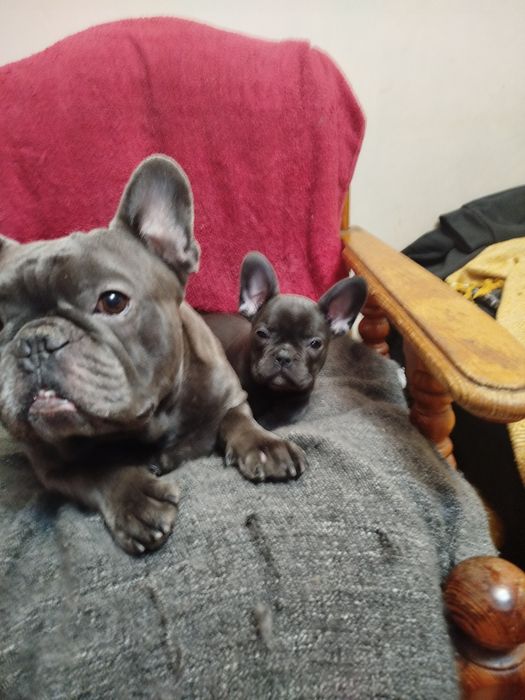 Французький бульдог Житомир