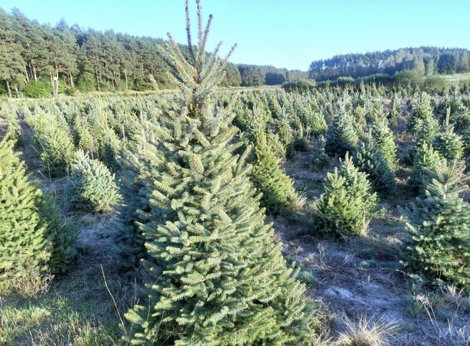 Świerk srebrny choinki bożonarodzeniowe nie jodła