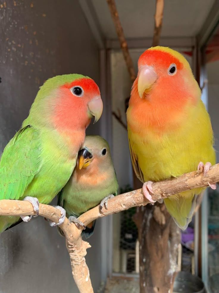 Vendo agapornis roseicollis