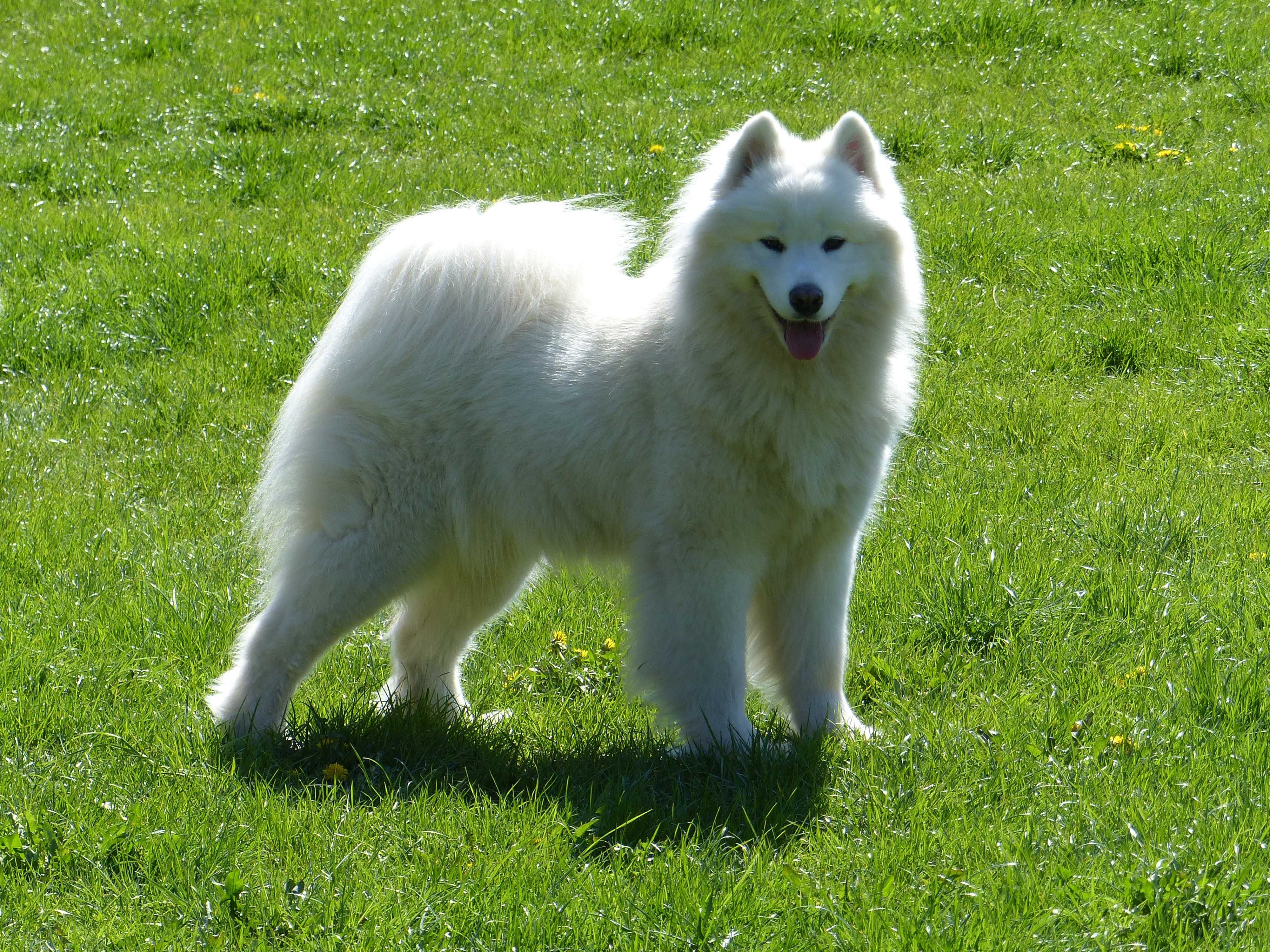 ... Samoyed / samojed chłopiec FCI ZKwP 2025 Wildness Siberian ...