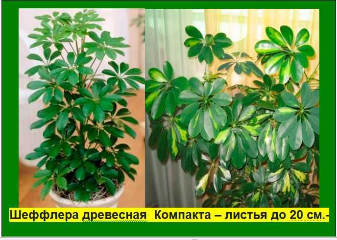 Монстера Ктенанте, Шефлера Діфенбахія кімнатні кавти