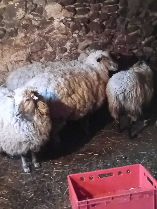 Sprzedam owce i owieczki