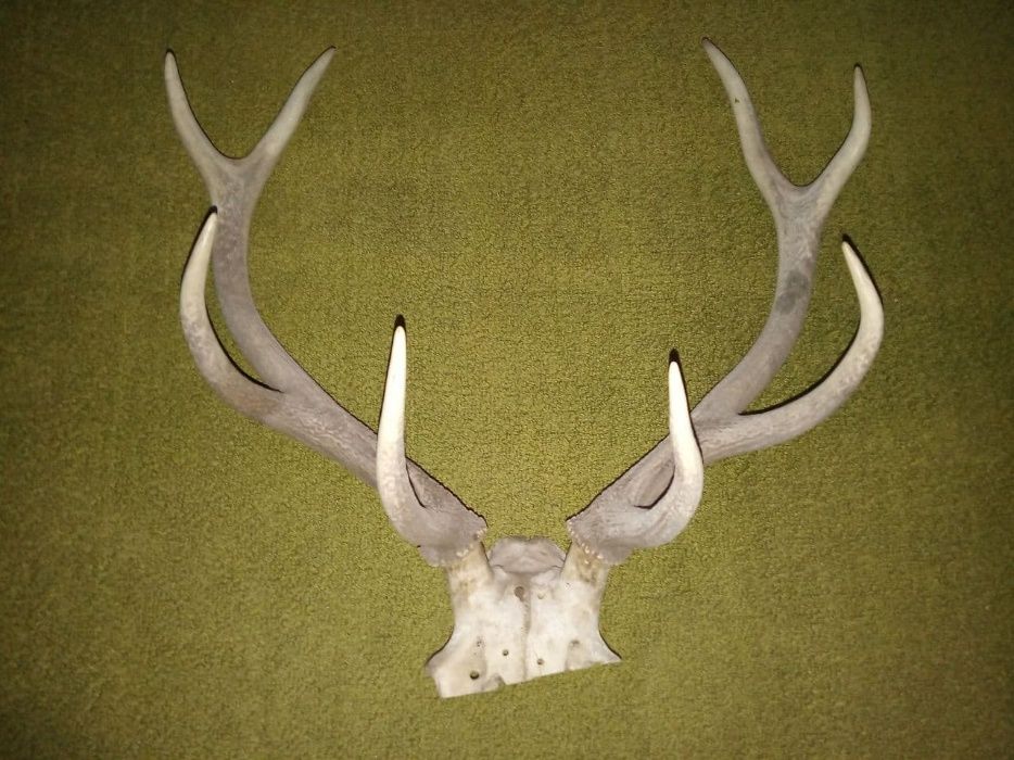 Роги оленя з черепом