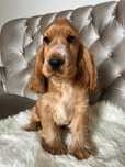 Piesek Cocker Spaniel Angielski