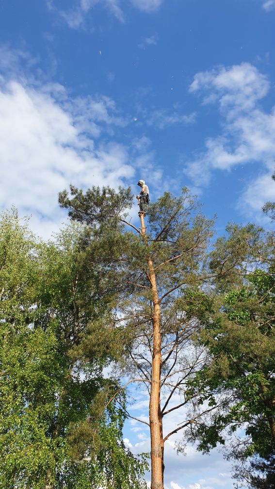 Wycinka alpinistyczna drzew, Pielęgnacja i przycinanie. Rębak