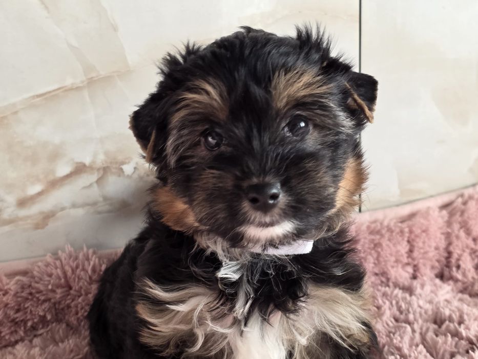 Piesek Yorkshire Terrier