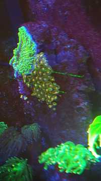 Zoanthus i Montipora Confusa