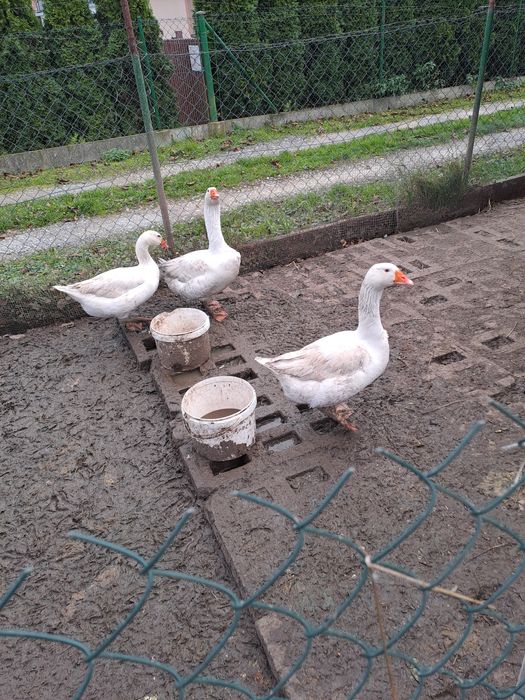 Sprzedam gęsi białe