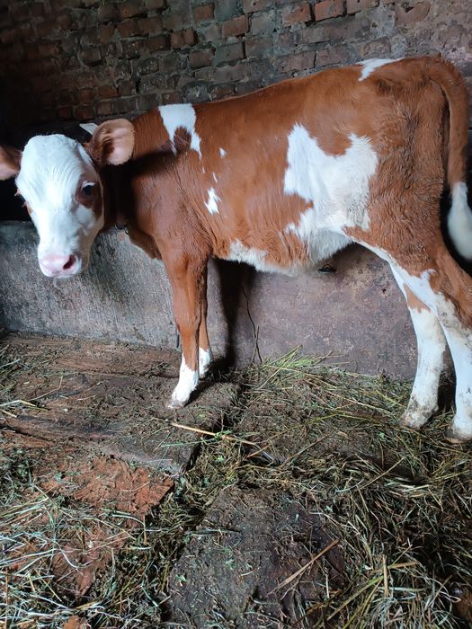 Продам теличку від доброї корови, 7 тижнів