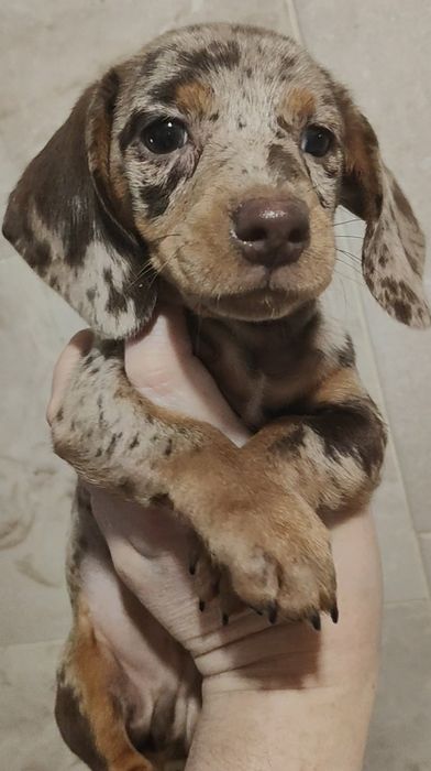 Щенки кроличьей/мини таксы В ХАРЬКОВЕ, шоколадный мрамор с документами