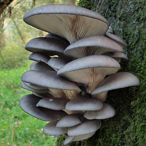 Гриби польські , глива