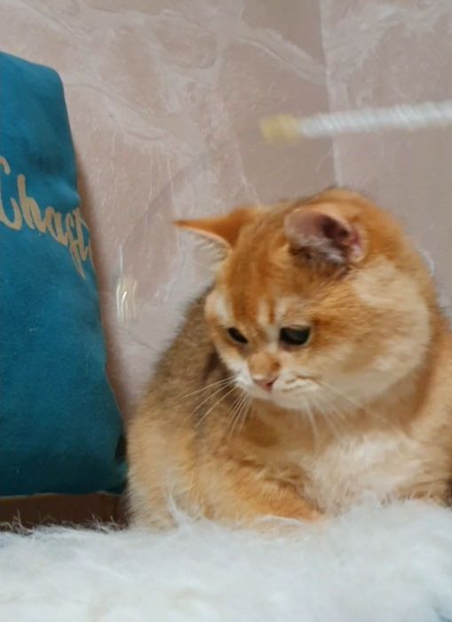 Золотой британский шиншилла котенок ny12