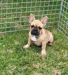 Buldog francuski