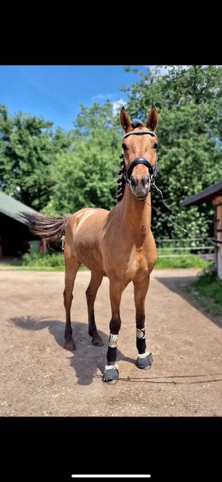 dzierżawa         .