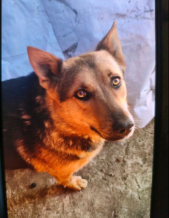 Потерялся пёс,кобель