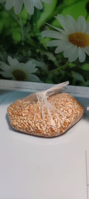 Кукурудза для попкорну (домашня)