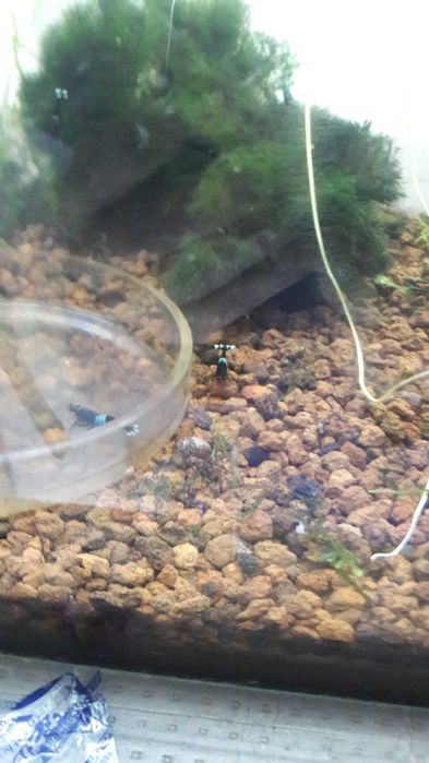 Акваріумні креветки