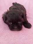 Piesek shih tzu z genem czekoladowym