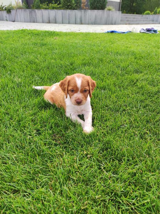 Spaniel Bretoński - szczenię