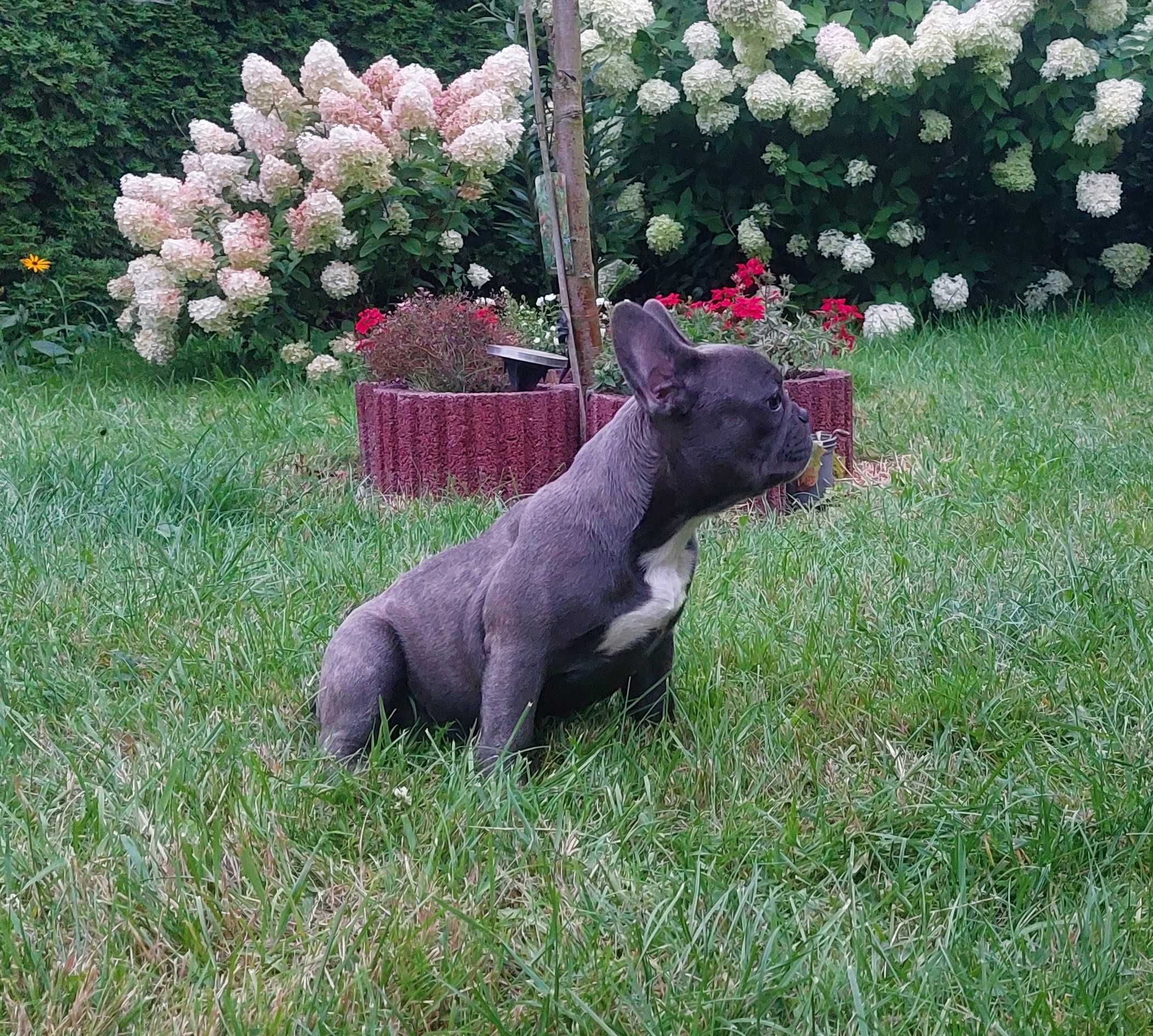 Bludog francuski BLUE niebieska SUNIA