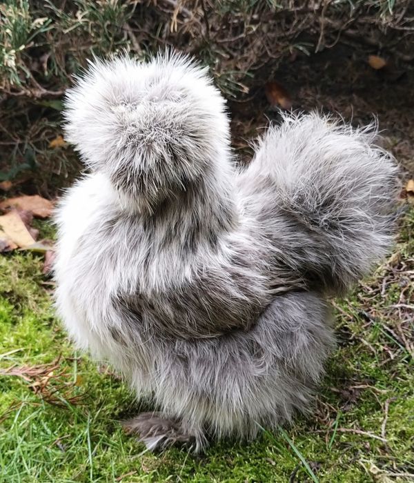 Jaja lęgowe Silki Silka USA. Wysyłam