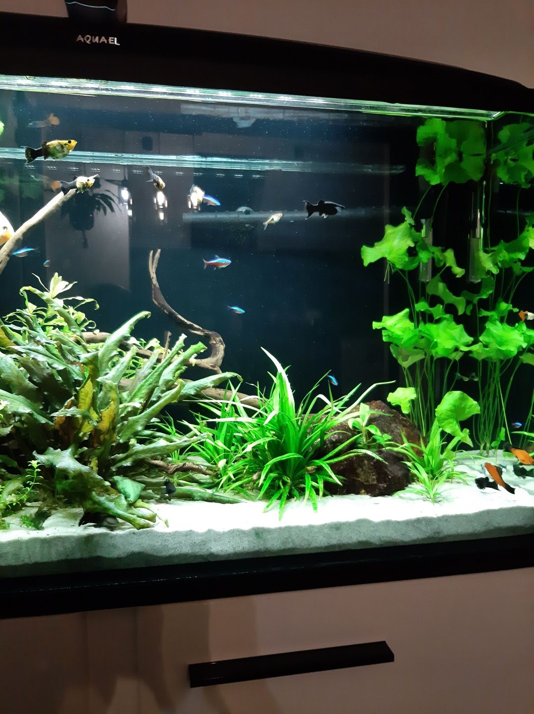 Akwarium 200L z szafką