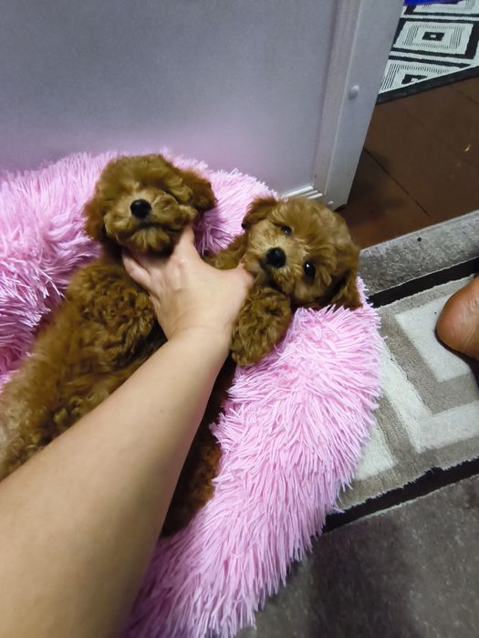 Дівчинка той пуделя 2,5 міс.