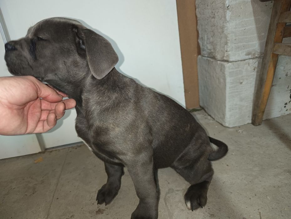 Suczka  Cane Corso