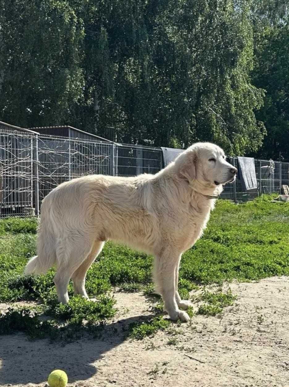 DINO - piękny i silny podhalan z zagubioną duszą