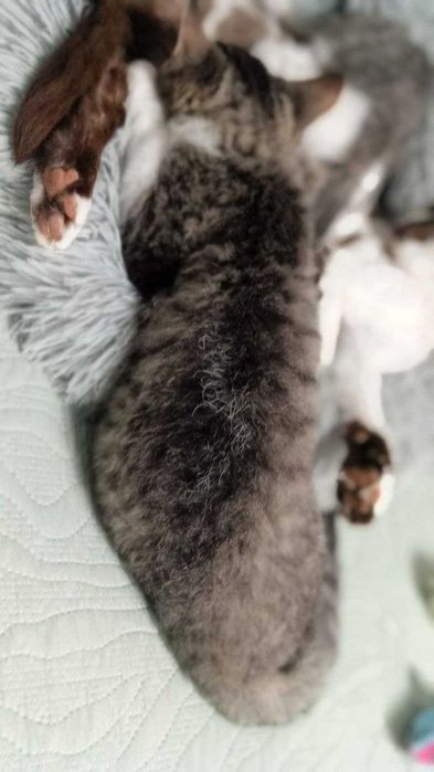 Кошеня Девон-Рекс