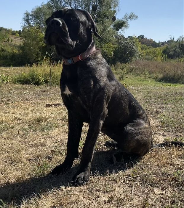 Кане Корсо , Cane corso italiano