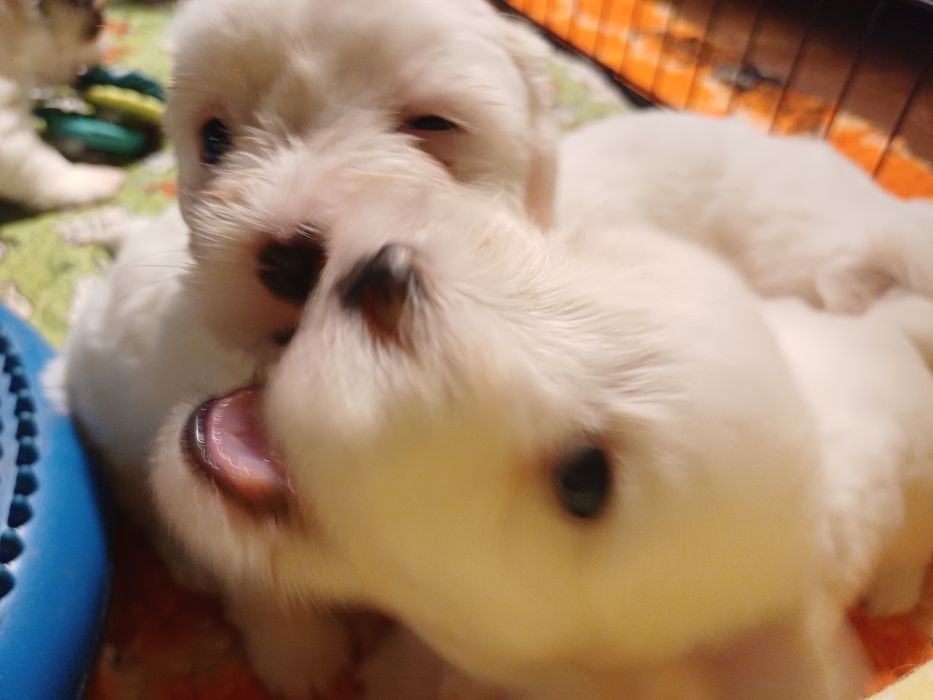Piesek Rasy Coton de Tulear ZKwP/FCI