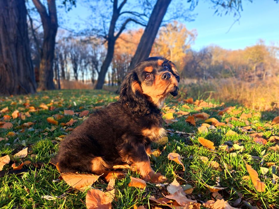 Cavalier King charles spaniel ZKwP/FCI gotowy do odbioru