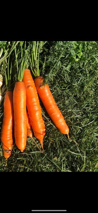 Marchew jadalna marchewka