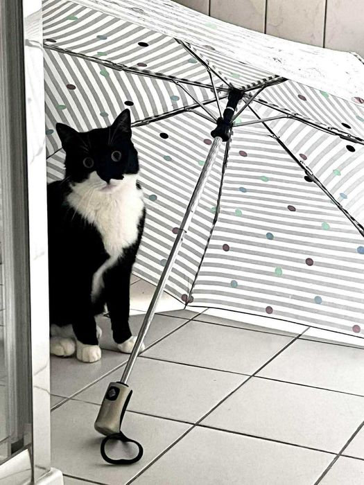 Spinek – idealny kot, który kocha ludzi szuka domu - kocur do adopcji