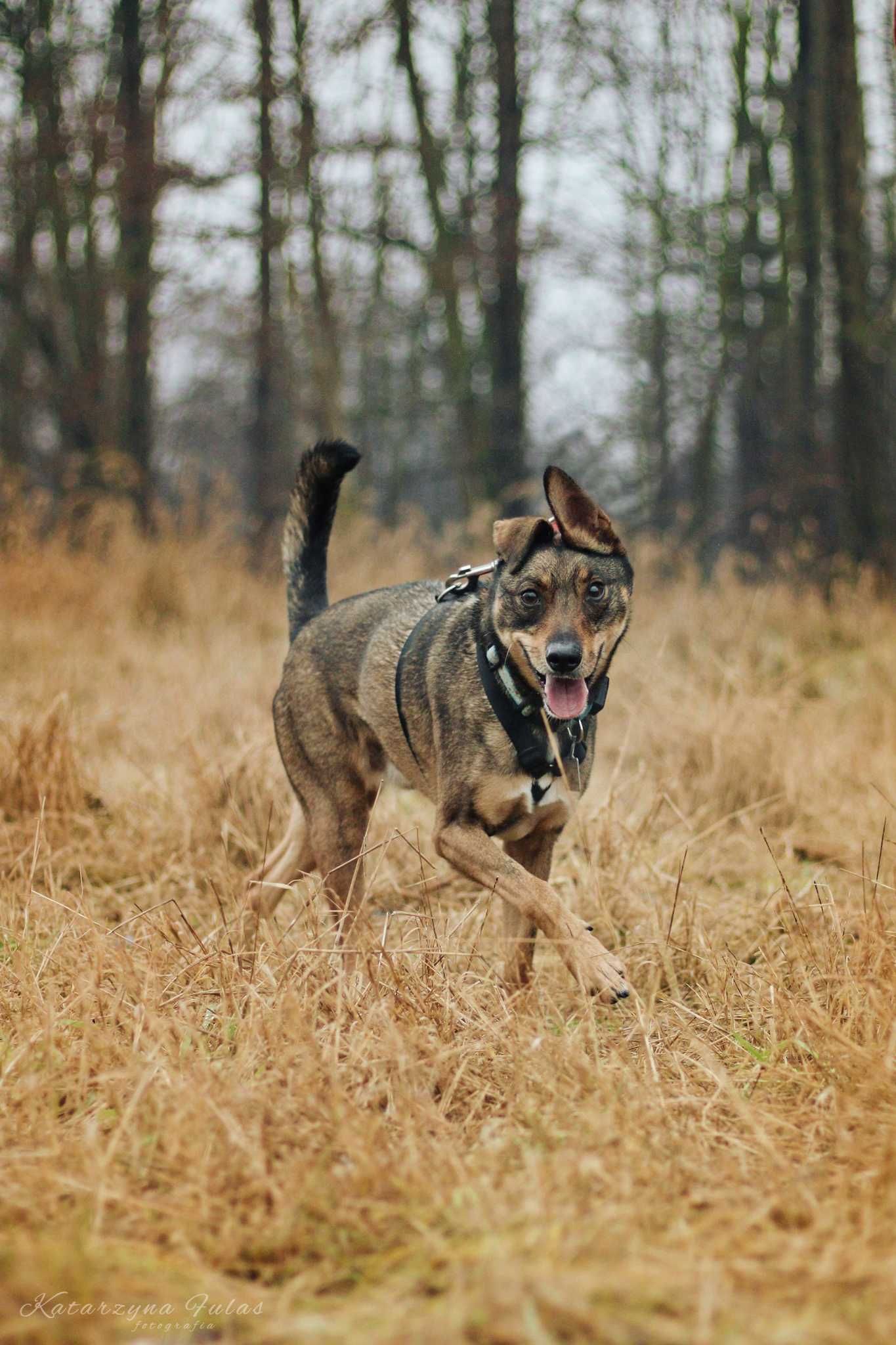 Bugs super pies poleca się do adopcji