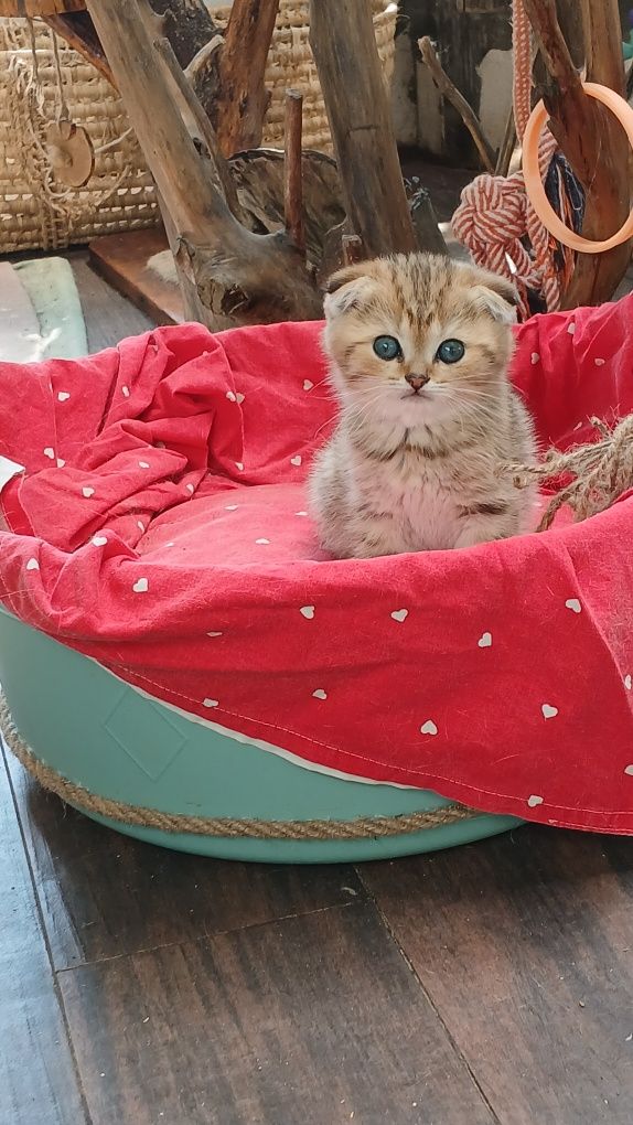 Котодім пропонує шотландців