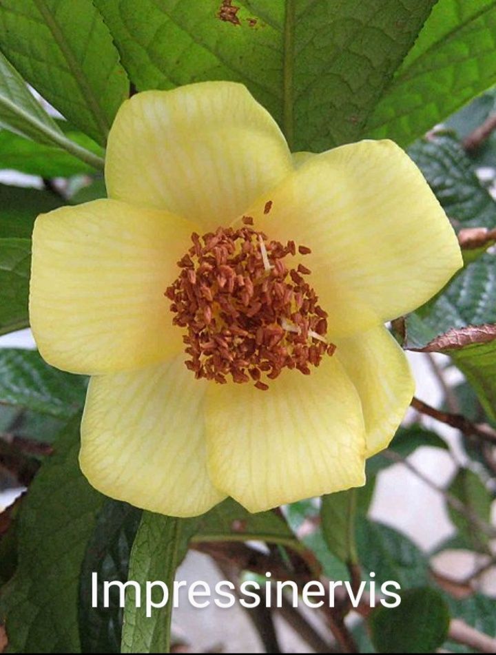 Camélias Amarelas