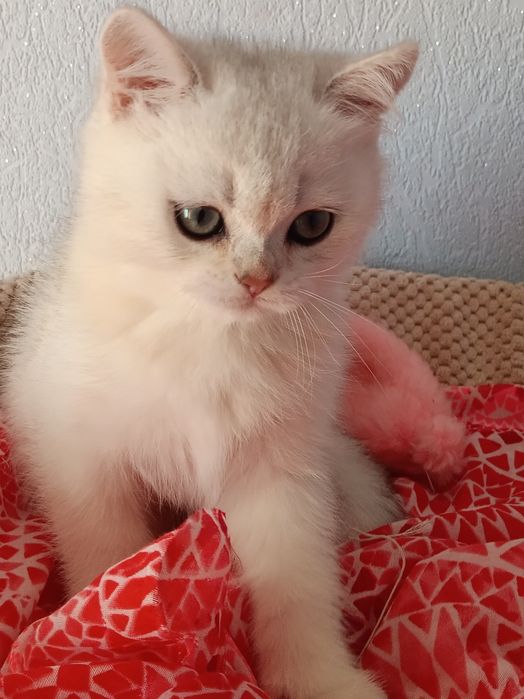 Шотландська шиншилла срібна