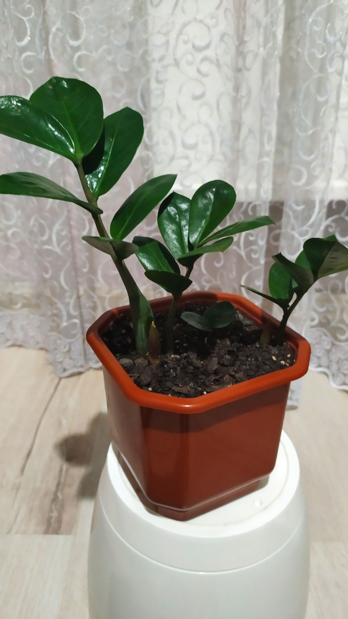 Продаю домашні вазони.