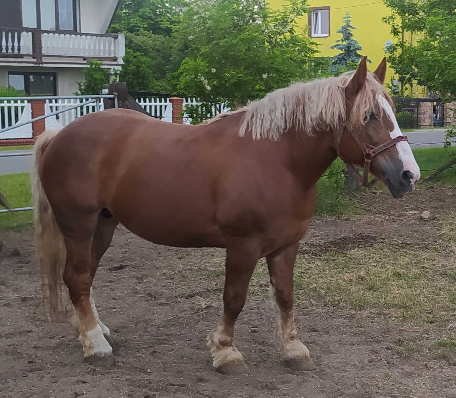 Sprzedam klacz z licencją