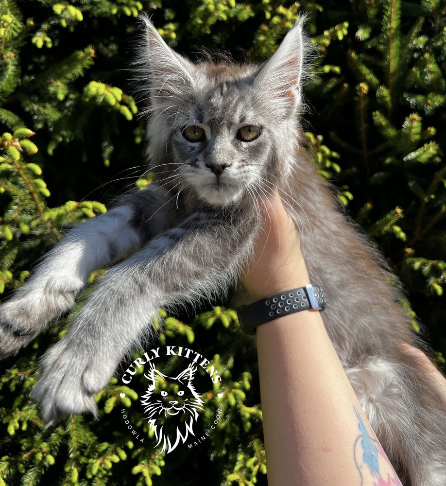 Kotka Maine Coon