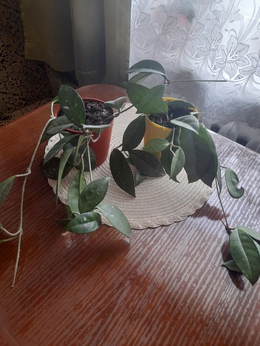 Хойя,хоєчка! Продам