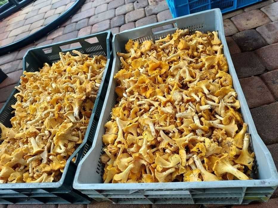 Sprzedam świeże grzyby kurki