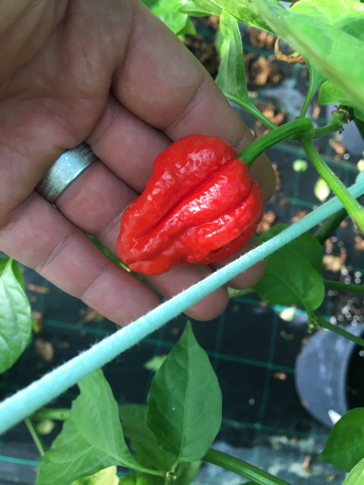 Sementes de 7 pot red