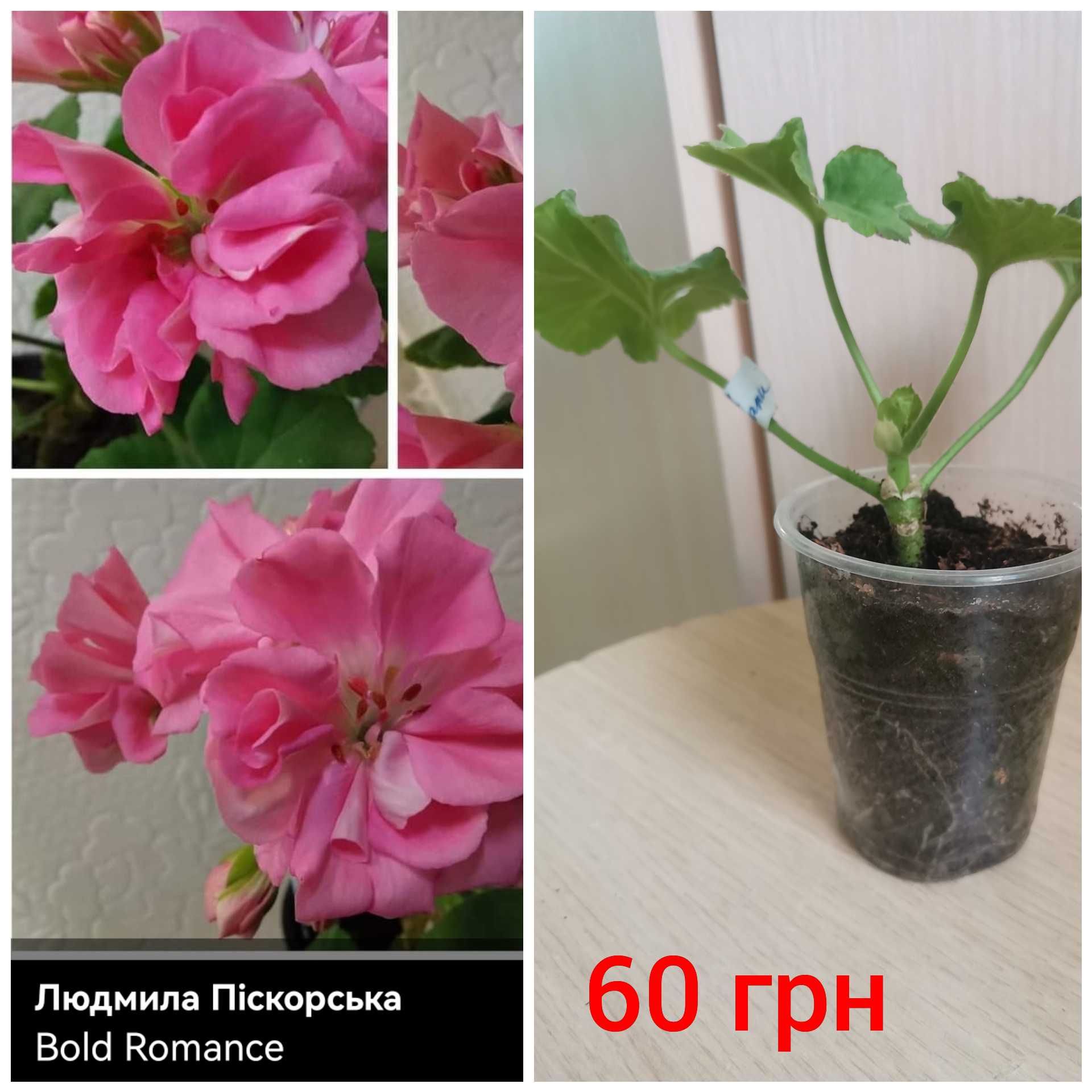 Сортова пеларгонія розобудна, тюльпановидна та махрова