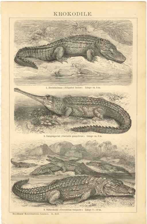 Zwierzęta II   oryginalna XIX w. grafika do aranżacji - wysyłka olx
