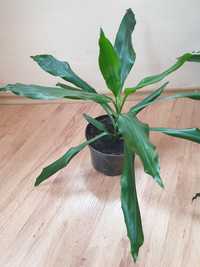 Dracena szerokolistna