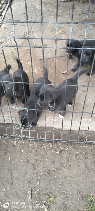 Pieski i suczki matka labrador